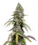 Сорт Black Muffin F1 Fast Version fem (Sweet Seeds)