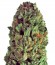 Сорт Budzilla fem (Heavyweight Seeds)