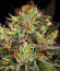 Сорт Chocolate Wafflez fem (Paradise Seeds)