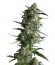 Сорт Auto Galaxy fem (Pyramid Seeds)