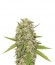 Сорт Skunk XL fem (Royal Queen Seeds)