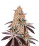 Сорт Dark Phoenix fem (Green House Seeds)