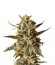 Сорт Bubblegum XL fem (Royal Queen Seeds)