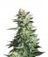 Сорт Amnesia Haze fem (Royal Queen Seeds)