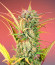 Сорт Papaya Zoap F1 Fast Version fem (Sweet Seeds)