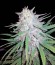 Сорт Allkush fem (Paradise Seeds)