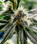 Сорт King's Juice (Green House Seeds)