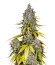 Сорт Jet Fuel Mandarine XL Auto fem (Sweet Seeds)