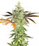 Сорт Shogun fem (Royal Queen Seeds)