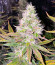 Сорт Ice Cream Cake fem (Barney's Farm)