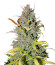 Сорт Crystal WW Autoflower fem (Easy Grow Seeds)