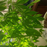 white-widow-fem-dutch-passion.jpg