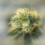 auto-speed-bud-fem-female-seeds.jpg