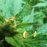 critical-neville-haze-auto-fem-delicious-seeds.jpg