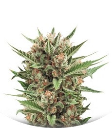 Сорт Sweet Skunk Automatic fem (Royal Queen Seeds)