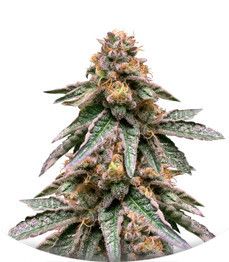 Runtz Punch fem (Herbies Seeds)