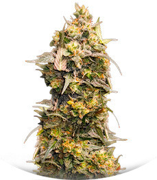 Сорт Fullgas fem (Green House Seeds)