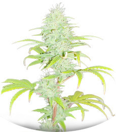 Сорт Wedding Cake fem (Barney's Farm)