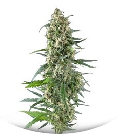 Auto Amnesia Gold fem (Pyramid Seeds)