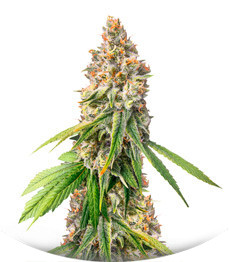 Monster Moby fem (Monster Genetics)