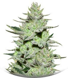 Unknown Kush (Desconocida Kush) fem (Delicious Seeds)