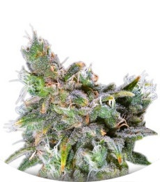 Magic Bud fem (Paradise Seeds)