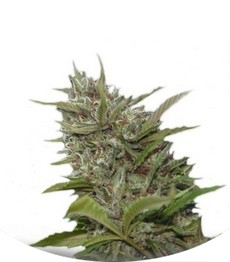 Auto Whiteberry fem (Paradise Seeds)