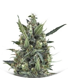 Сорт Blue Cheese Automatic fem (Royal Queen Seeds)