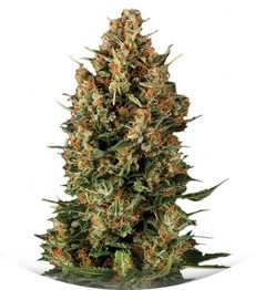 Сорт Auto Wembley fem (Pyramid Seeds)