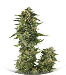 Bruce Banner #3 Fast fem (Original Sensible Seeds)