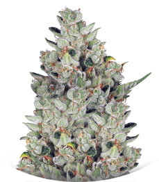 Сорт Dos Si Dos 33 fem (Barney's Farm)