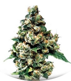 Сорт Jack Herer fem (Green House Seeds)