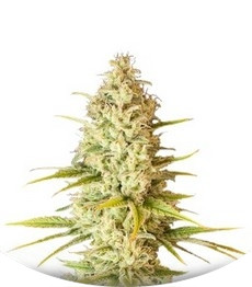 Сорт Critical VIP fem (VIP seeds)