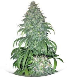 Super Bud fem (GHS)