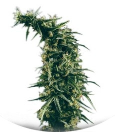 Сорт Hawaiian Snow fem (Green House Seeds)