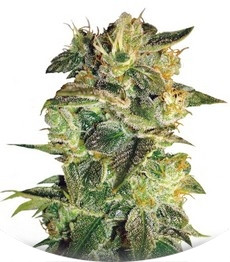 Сорт Sugar Mango Ryder auto fem (World of Seeds)