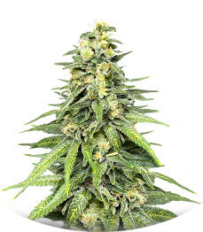 Dozy Cookies fem (AlphaFem Seeds)