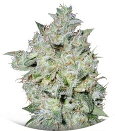 Сорт Afghan Kush Special fem (World of Seeds)