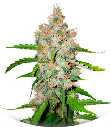 Сорт GG-48 fem (Nirvana Seeds)