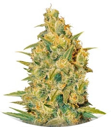 Сорт Critical Sensi Star fem (Delicious Seeds)