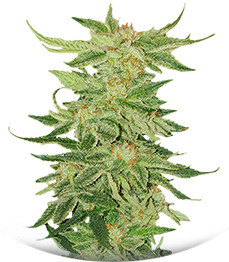 Сорт Mimosa Evo fem (Barneys Farm)