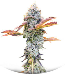 Сорт Bay Burger fem (Delicious Seeds)