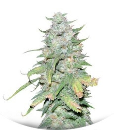 Сорт Afghan Kush X Yumbolt fem (World of Seeds)