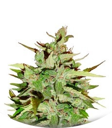 Сорт Stress Killer Automatic fem (Royal Queen Seeds)