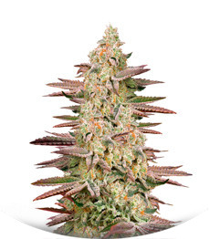 Сорт Chemical Bride fem (Green House Seeds)