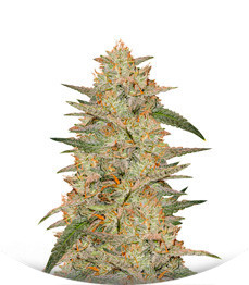 Сорт Wedding Cake Auto fem (Barney's Farm)