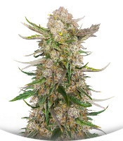 Сорт Apple Strudel Auto fem (FastBuds)