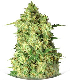 Afghan Cow fem (Dr. Krippling Seeds)