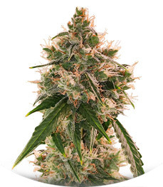 Сорт Wedding Cake Autoflower fem (Easy Grow Seeds)