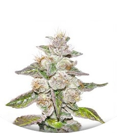 Mendocino Purple Kush fem (Medical Seeds)